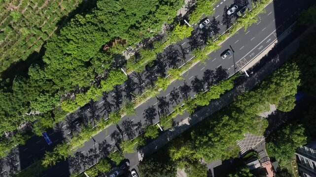 Aerial view of tree lined road with moving cars