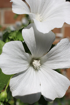 Lavatera trimestris white annual mallow, Malvaceae stamen column with pollen botanical anatomy macro