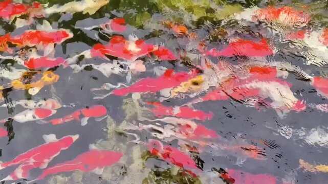 Vibrant Koi Fish Swimming in Clear Pond Water Surface Ripple Reflection