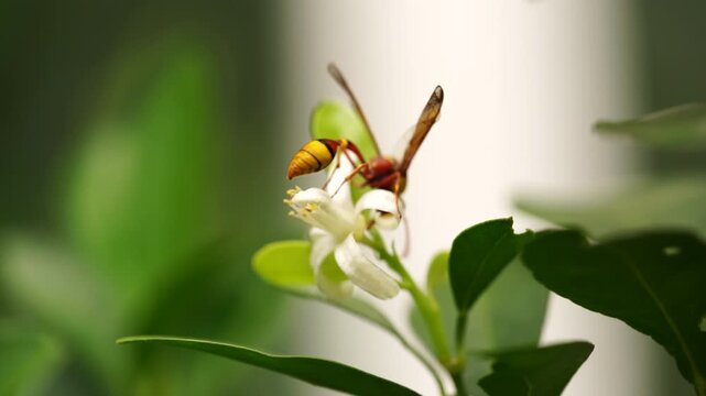 Honeybee pollinating a fresh white orange blossom in a sunny orchard. Perfect concept for organic citrus juice branding, natural honey marketing, sustainable agriculture, and eco-friendly.