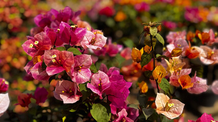 Bougainvillea, known as paper flower blooming, green leaves, and soft background blur. Colorful bracts and easy-care nature make it a popular plant suited to garden, landscape, and floral themes. © rifnaldi