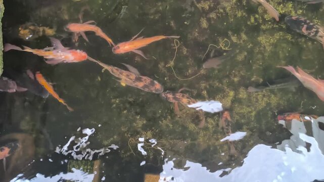 A School of Vibrant Koi Fish Swimming in a Serene Pond