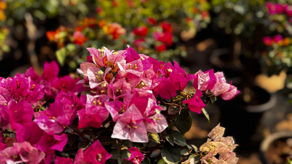 Bougainvillea, known as paper flower blooming, green leaves, and soft background blur. Colorful bracts and easy-care nature make it a popular plant suited to garden, landscape, and floral themes. © rifnaldi