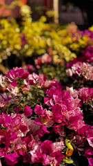 Bougainvillea, known as paper flower blooming, green leaves, and soft background blur. Colorful bracts and easy-care nature make it a popular plant suited to garden, landscape, and floral themes. © rifnaldi