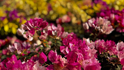 Bougainvillea, known as paper flower blooming, green leaves, and soft background blur. Colorful bracts and easy-care nature make it a popular plant suited to garden, landscape, and floral themes. © rifnaldi