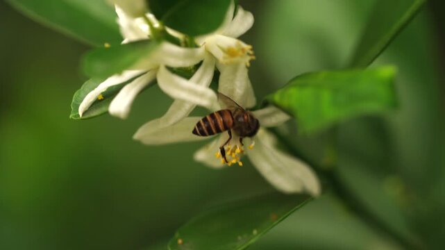 Honeybee pollinating a fresh white orange blossom in a sunny orchard. Perfect concept for organic citrus juice branding, natural honey marketing, sustainable agriculture, and eco-friendly food.