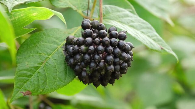 A cluster of ripe black eleutherococcus berries on a green branch.