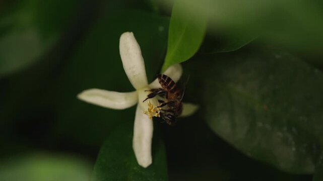 Honeybee pollinating a fresh white orange blossom in a sunny orchard. Perfect concept for organic citrus juice branding, natural honey marketing, sustainable agriculture, and eco-friendly.