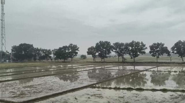 Panoramic view of rural agricultural rice fields in Southeast Asia during monsoon season