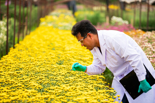 Researcher man inspecting yellow flowers in a nursery, focused on botany science, garden agriculture and careful inspection while wearing protective gloves and laboratory clothing