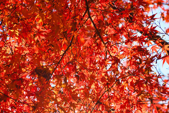 京都　東福寺　美しい秋の赤いもみじの紅葉（日本京都府京都市）
Kyoto : Tofukuji Temple:Beautiful autumn red maple foliage (Kyoto City, Kyoto Prefecture, Japan)
