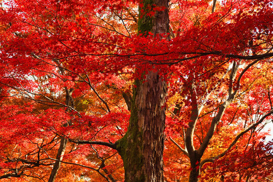 京都　東福寺　美しい秋の赤いもみじの紅葉（日本京都府京都市）
Kyoto : Tofukuji Temple:Beautiful autumn red maple foliage (Kyoto City, Kyoto Prefecture, Japan)
