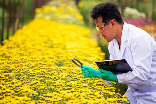 Researcher man inspecting yellow flowers with magnifying glass and clipboard in a nursery, focused on botany science, horticulture, plant health and agricultural observation
