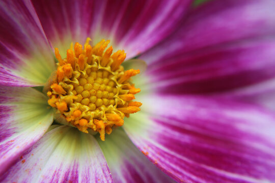 Dahlia hybrid bicolor starburst macro, involute petal geometry graphic abstract botanical architecture dark background