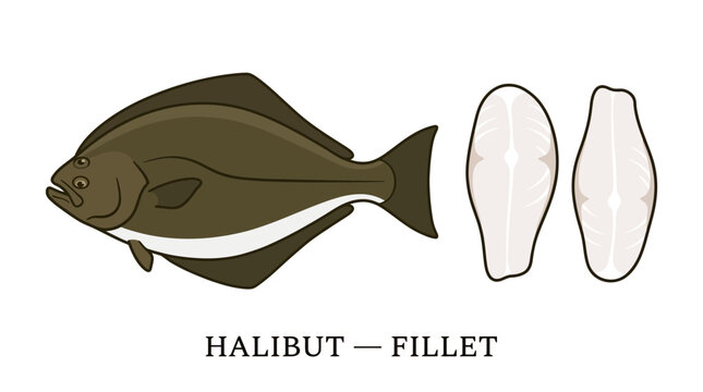 Educational vector illustration of a raw whole flatfish displayed alongside two prepared white fish fillets for culinary and seafood preparation guides