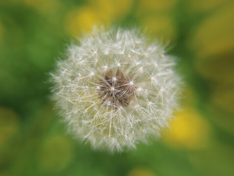 Taraxacum officinale dandelion seed head face-on, spherical pappus geometry wish concept no-mow symbol