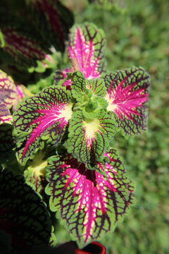 Plectranthus scutellarioides tricolor coleus, three-tone stained glass leaf pattern natural garden light