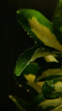 Macro rain falling on variegated green and yellow leaves Vertical Video 2160p 24fps