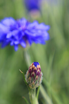Centaurea cyanus cornflower bud &acirc;&euro;&rdquo; involucral bract architecture ciliate margin geometric pre-bloom botanical macro