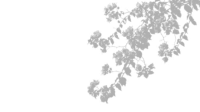 Shadow of tree branches isolated on transparent background