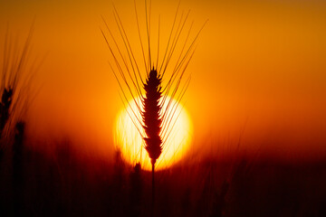 Naklejka premium Silhouette wheat against sun. Silhouette ear in field. Dark silhouette with awn. Golden silhouette at sunset.