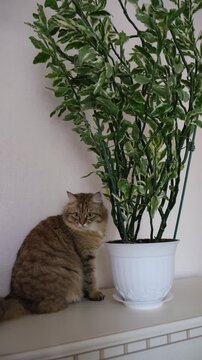 Playful cat and Lush Pedilanthus tithymaloides Variegatus makes a striking decorative accent for home interiors. The plant&rsquo;s dense, full growth habit adds texture and tropical flair to any space