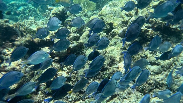 coral reef with fish in cayman islands