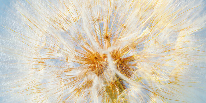 Macro photo of delicate dandelion seed head, natural botanical textured banner from white fluffy seeds flower on soft pale blue background. Beauty nature aesthetic photo with closeup organic texture.