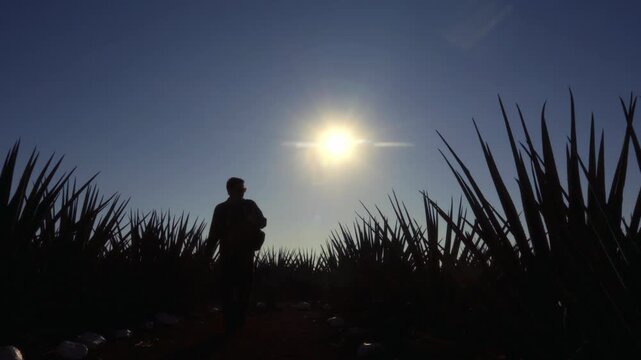 Person walking among blue agave plants in Tequila Jalisco Mexico during sunset