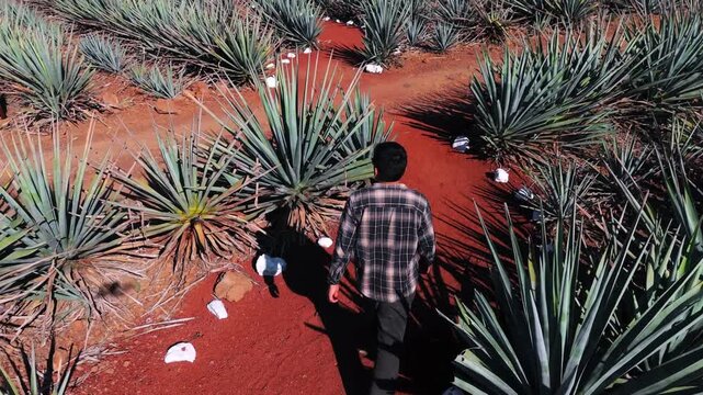 Person walking among blue agave fields in Tequila Jalisco Mexico