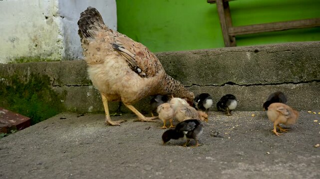 Mother hen and her adorable baby chicks pecking corn kernels in a rustic farmyard, a caring display of maternal instinct and free-range poultry farming practices
