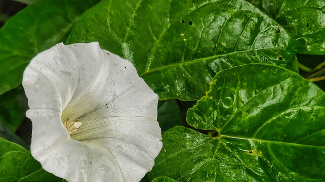 Delicate white bindweed flower glistening with morning dew drops on lush green leaves
