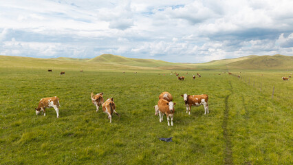 Herd of cattle grazing and resting leisurely on the broad prairie. Livestock enjoying fresh grass on open grassland, peaceful pastoral natural scenery of Inner Mongolia. © Guiyi