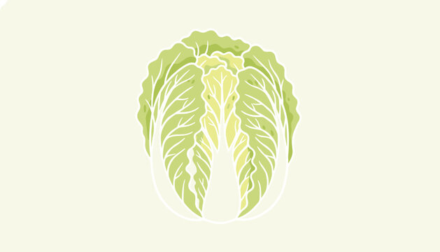 Single head of fresh napa cabbage is presented in a clean flat vector illustration against a light background.