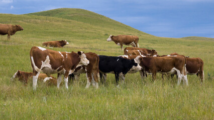 Herd of cattle grazing and resting leisurely on the broad prairie. Livestock enjoying fresh grass on open grassland, peaceful pastoral natural scenery of Inner Mongolia. © Guiyi