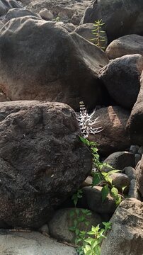 Vertical close-up of swaying Orthosiphon stamineus flowers growing between river boulders outdoors. Suitable for botanical projects, medicinal herb media, and natural backgrounds