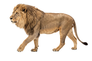 Lion walking with long tail and mane on plain ground © Rokibul