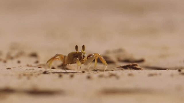 Small ghost crab scurrying across a sandy tropical beach
