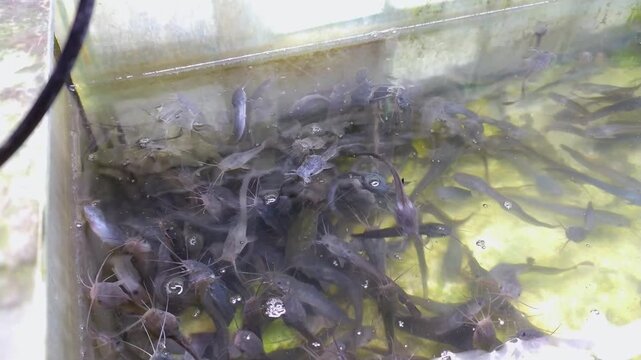 Footage of swarm of baby catfish floating on surface an aquarium