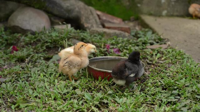 Adorable yellow and black newborn baby chicks walking on green grass and drinking water from a bowl in a farmyard, representing the concept of new life and rural farming