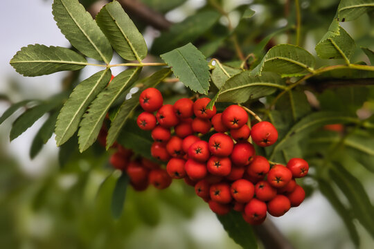 Vibrant cluster of bright red rowan berries hanging from a leafy branch