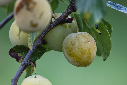 Unripe green plums hanging from a tree branch with leaves