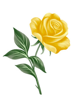 Digital Illustration of a Yellow Rose Watercolor