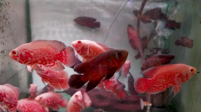 Footage school of colorful Oscar fish swimming in aquarium at ornamental fish shop