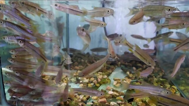 Footage school of rasbora river fish is for sale in a shop aquarium