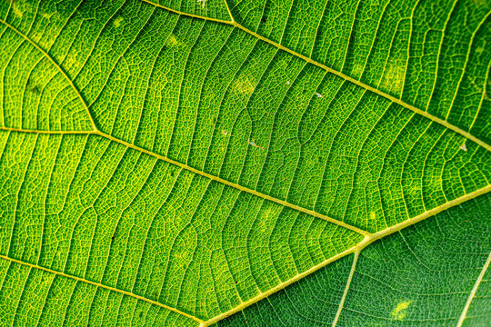 Macro close-up of a vibrant green teak leaf (Tectona grandis) showing intricate vein patterns, natural botanical textures, and organic cellular structures for design backgrounds.