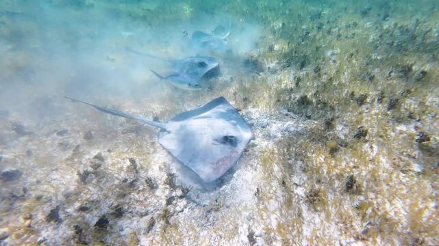 Snorkeler's POV follows three stingrays gliding together over sandy seagrass bottom while small fish trail closely behind
