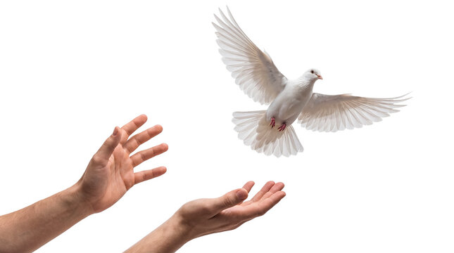 Human hands gently releasing a pure white dove mid-flight, symbolizing peace, hope, and freedom.