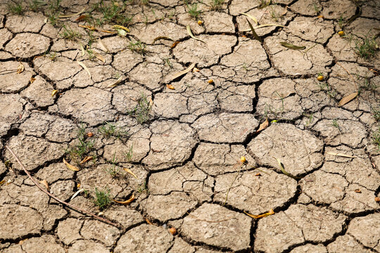 Dry cracked earth surface with sparse vegetation indicating drought conditions in a sunlit environment