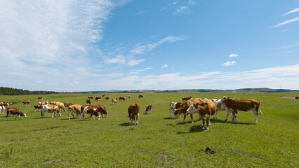 Herd of cattle grazing and resting leisurely on the broad prairie. Livestock enjoying fresh grass on open grassland, peaceful pastoral natural scenery of Inner Mongolia. © Guiyi